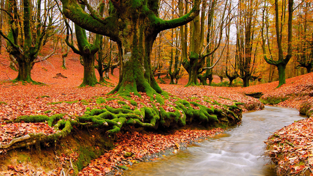 Stream in autumn. - stream, fall, tree, autumn