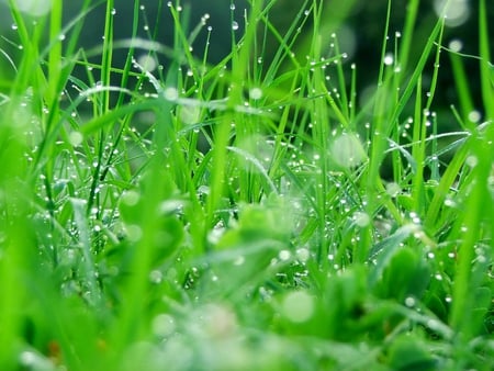 grass - morning, wet, grass, green