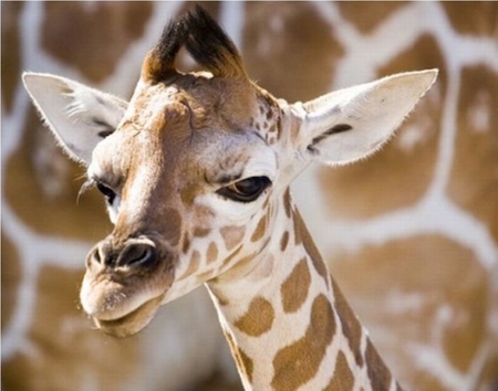 giraffe - animal, nature, cute, giraffe