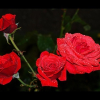 Red roses with Rain drops..