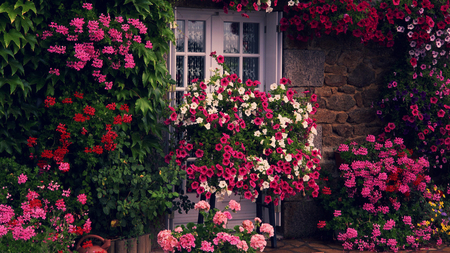 Beautiful Blooms - window, pink, red, beautiful, blooms, flowers, garden