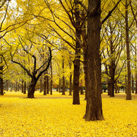 Yellow Carpet