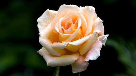 The Beauty - white, flower, rose, beauty, beautiful, lovely, orange, nature