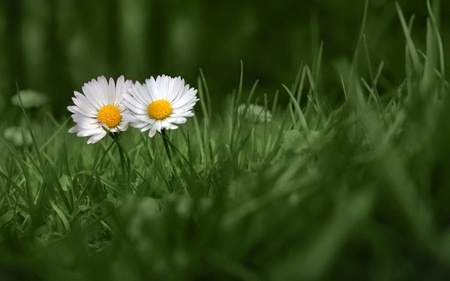 You and I - love, bloom, daisy, meadow, nature, petals, green, flowers, daisies, grass, flower