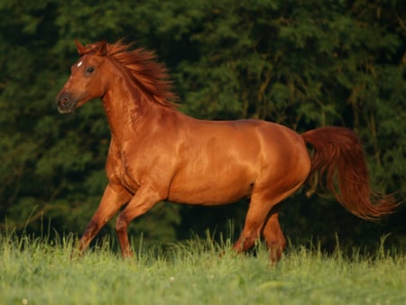 Horse