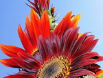 RED SUNFLOWER