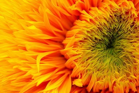 SUNFLOWER - up, close, flower, sun