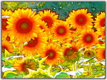 SUNFLOWER ART