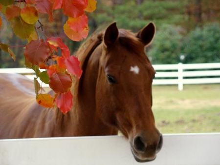 Glad to see You! - fence, horse, tree, autumn