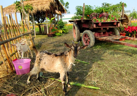 Lovely goat - goat, ox cart, pasture, straw