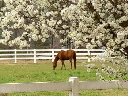 It's So Nice Just To Relax - blossoms, fence, horse, tree