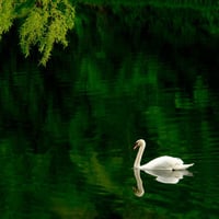 Green Lake Swan