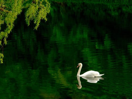 Green Lake Swan - lonely, white, green lake, beautiful, swan, reflection, tree, leaves