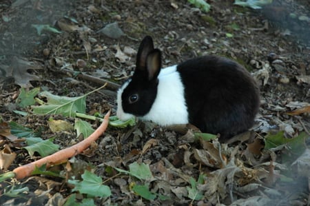 CUTE BUNNY - white, rabbit, bunny, black