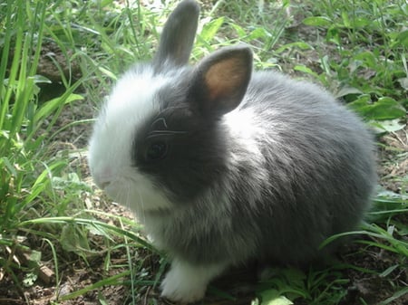 FLUFFY BUNNY - white, bunny, grey, cute