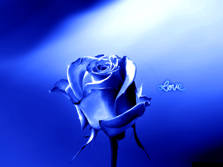 Rose of Jacquelinela - beauty, photography, rose, lovely, nature, jacquelinela, blue, beautiful, photo, dreamy, flower, abstarct