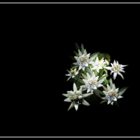 Edelweiss