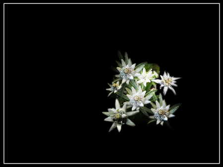 Edelweiss - white, love, edelweiss, eternal, pure, flower