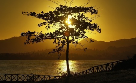 Tree - nature, tree, sunset, other