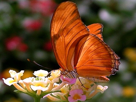 Brown Beauty - beauty, brown, butterfly, flowers, lovely