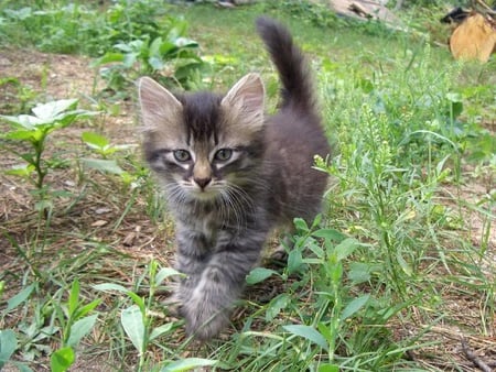 Surveying the Area - dirt, grass, cat, striped