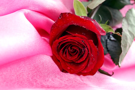 ALL I HAVE TO GIVE - beautiful, photography, drops, alone, beauty, photo, flower, pink, nature, red, rose