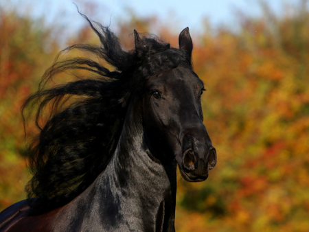 Black beauty - horses