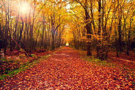 Autumn-HDR - twigs, pretty, alley, scenery, amazing, landscape, great, walk, leaves, view, hdr, nice, sun, trees, beautiful, photography, beauty, colors, lovely, cool, nature, sunset, season, rays, autumn, park