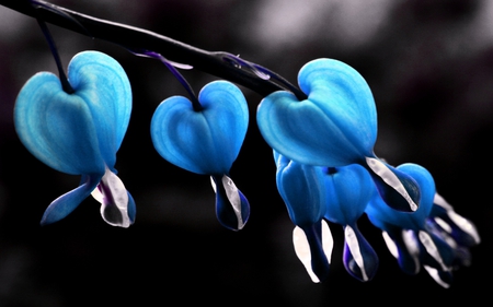 bleeding hearts in blue - flowers, nature, blue, photography