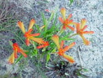 KANGAROO PAW FLOWER