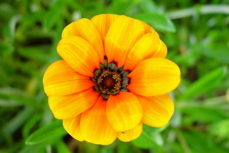 MARIGOLD BLOOM - pretty, bloom, flower, yellow