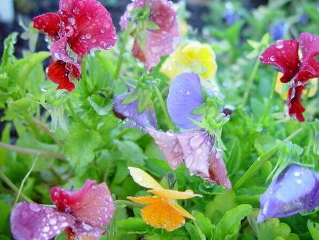 DRIPPING RIOT OF COLOUR OF PANSIES - pretty, colour, lovely, pansies