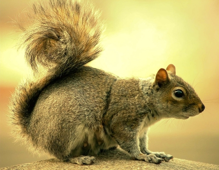 Squirrel - cute, nature, squirrel, animals