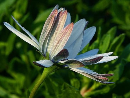 MORNING DEW ON DAISY - daisy, beauty, flower, dew