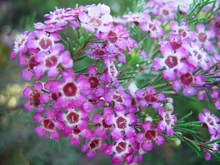 MASS OF GERELDTON WAX BLOSSOMS - pretty, blossoms, pink, mass