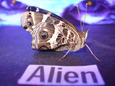 A_MONSTER_IS_REVEALED - butterfly, blue, 3d, wings, animal