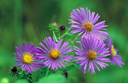 NEW ENGLAND ASTER - pretty, flower, purple, aster