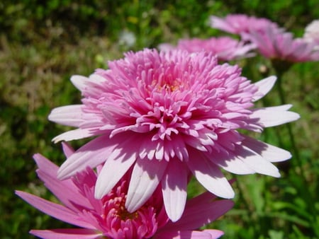 LUSCIOUS PINK BLOOMS - flowers, daisies, pink, pretty