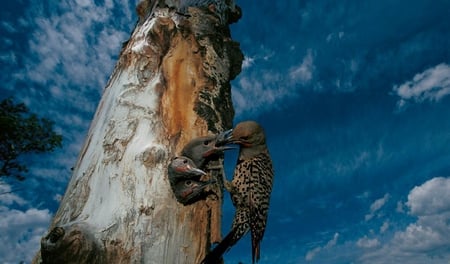 Feeding-chicks - wood, sky, chicks, clouds, animal, birds