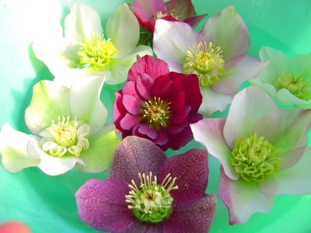 Christmas roses for Nexus friends