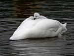 Cygnets_New_Jetski.