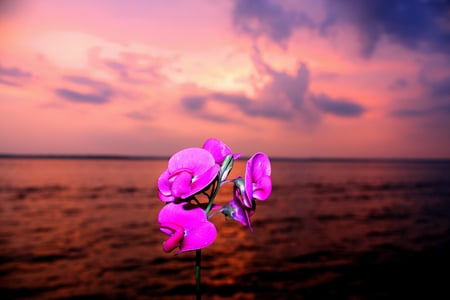 Is_your_pea_this_beautiful - sky, 3d, pink, sunset, colors, flower