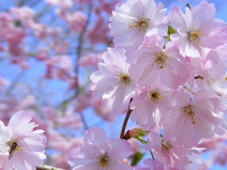 Spring Blossoms - nature, flowers, blossoms, spring