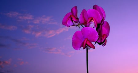 Not_if_he_was_on_fire - nature, sky, pink, 3d, flower