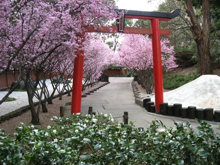 Springtime_Sakura - nature, japan, trees, sakura, gate, flowers, spring