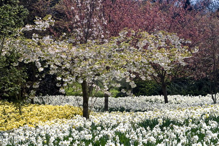 Greenwich_Park_in_bloom. - white, nature, trees, bloom, park, flowers, colors