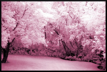 back_yard_infrared - trees, nature, spring, 3d, pink