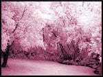 back_yard_infrared