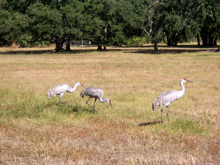 Sandhill Cranes