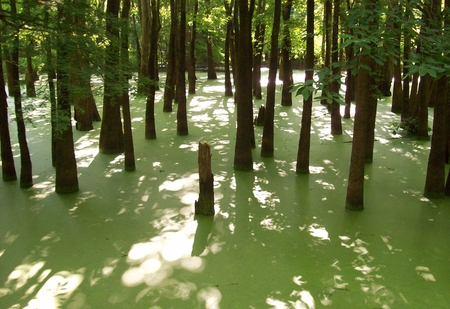 Swamp Lands - water, forest, trees, swamp